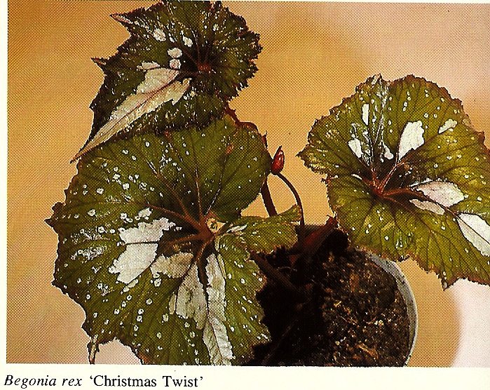 B. ‘Christmas Twist’